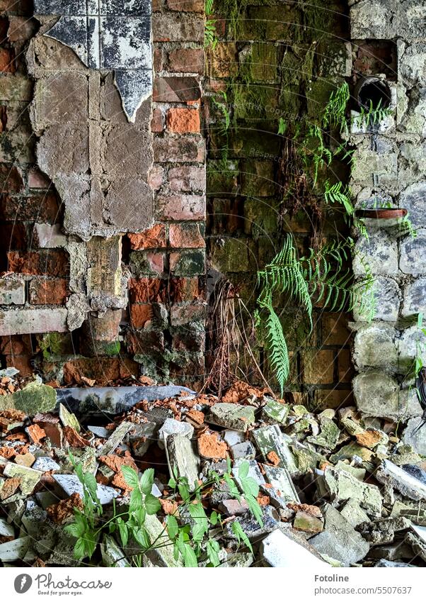 The brick wall in this lost place is gone. The facade is crumbling, debris is everywhere, and fern and moss are growing out of the joints. lost places