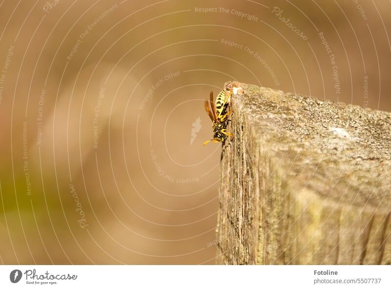 A wasp sits on a beam and nibbles the wood. Insect Animal Close-up Small Shallow depth of field Grand piano Yellow Black Wood Joist Brown Green Exterior shot