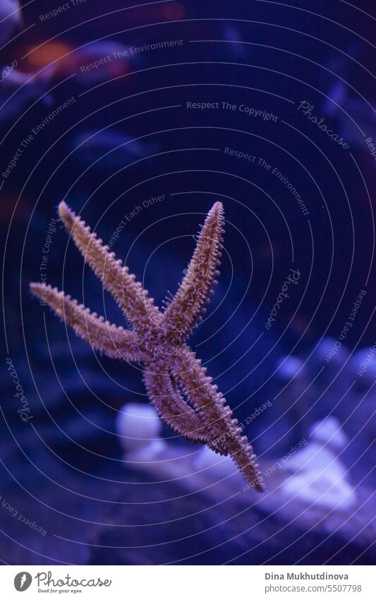 starfish or sea star underwater in a tank. Underwater nature and sea creatures. Snorkeling diving Underwater photo Ocean Dive Water Diving goggles swim blue