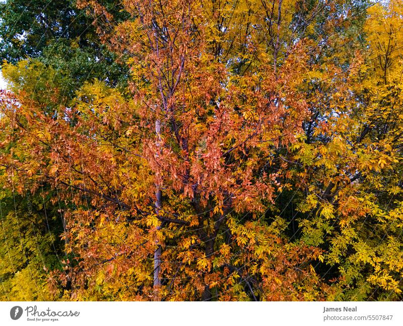 Autumn Wisconsin in USA abstract autumn autumnal background beautiful beauty in nature branch brown color colorful day dry environment fall foliage forest