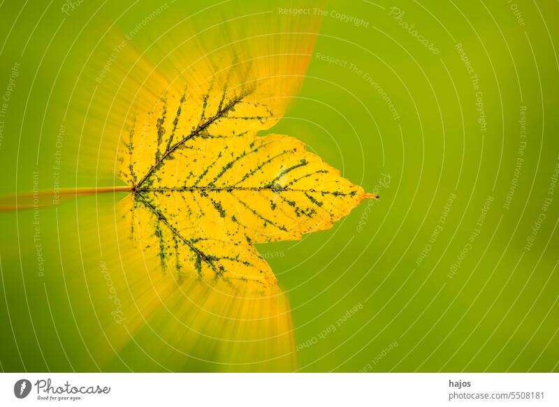 autumnal painted, blurred maple leaf on green background yellow speed soft light sunny lying beams empty copy space bright color day foliage nature november