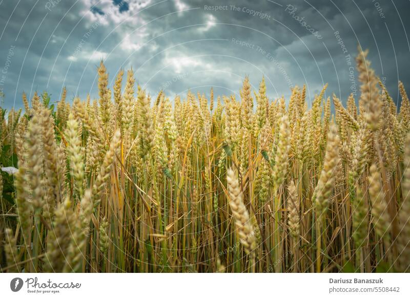 Close-up of a wheat field and a cloudy sky food rural plant close-up overcast yellow grain cereal summer agriculture nature growth farm outdoor horizontal