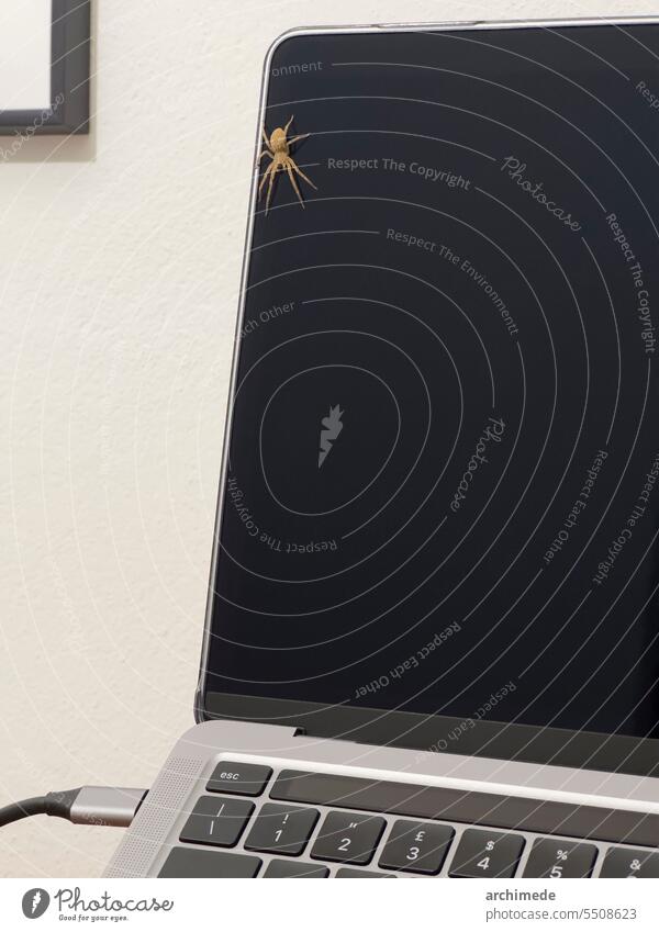A spider in the office animal business computer detail funny indoors ironic laptop meeting monitor nobody scary screen technology