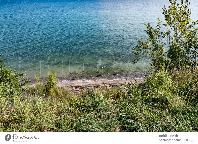 Grasses above in the depth a natural sandy beach. The Baltic Sea shimmers in different colors steep coast Brodtener steep bank cliff Green Tree plants Ocean