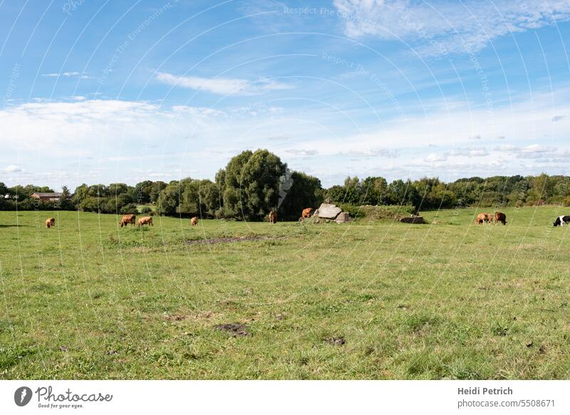 Pasture with herd of cows Landscape Cow Herd Willow tree lost place Collapse Old Building Sky cloud plants Grass Tree