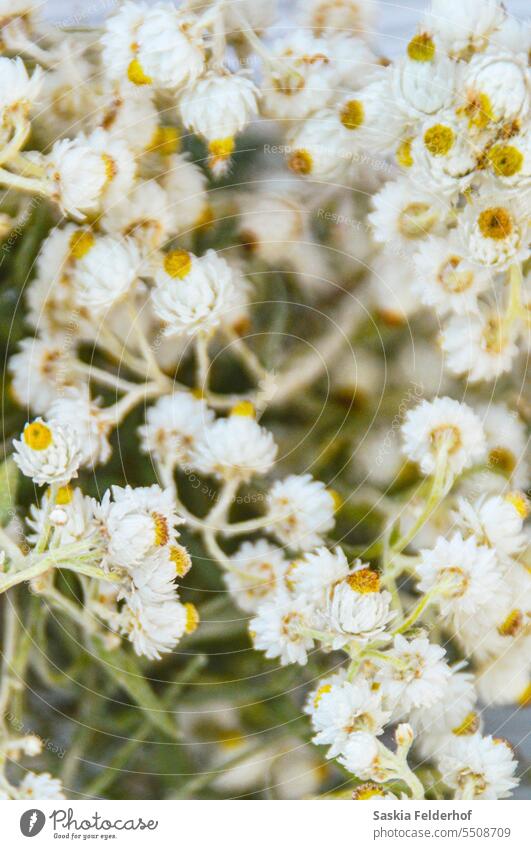 Small white flowers close up White yellow wildflowers Arrangement floral bloom bouquet dried flowers decoration Autumn season seasonal home pale style herbal