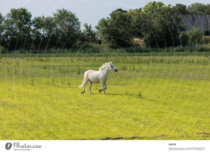 One adult white horse in carmarque galloping across a green meadow France Rhone delta Riding adolescent agriculture alluvial area Rhone animal beautiful