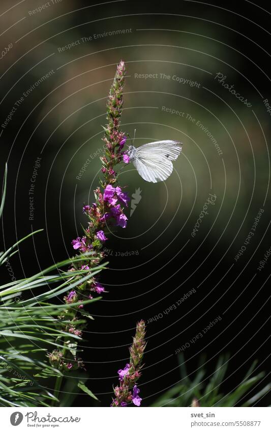 A white butterfly sits on a purple flower in sunlight on a dark background. Pieris brassicae. Large White Butterfly. Large Cabbage White Butterfly. Purple loosestrife.