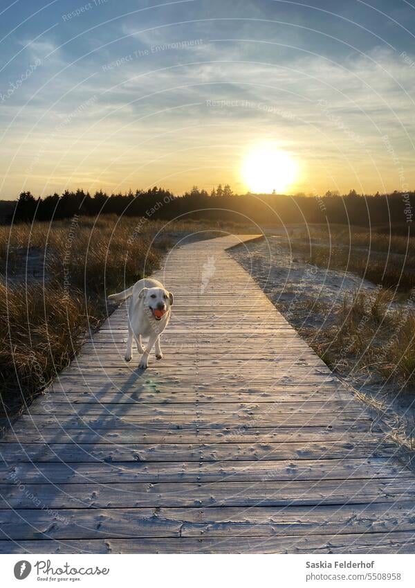 Dog running on coastal boardwalk at sunset path sky sand beach dunes landscape Vacation & Travel Relaxation Tourism beach grass Nature vacation voyage relaxing