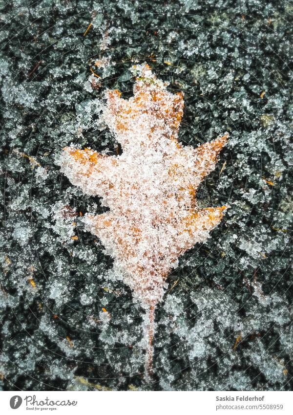 Frosty oak leaf on ground Leaf autumn ice frost winter snow frozen seasonal seasons Colour photo Nature golden Fallen fallen leaves Cold chilly up close