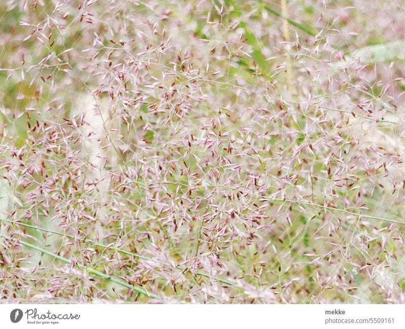 Caution allergy - blade of grass mess Grass Meadow blades of grass blossoms Sámen Ear of corn Summer Pollen panic Stalk Willow tree Blade of grass Pennate Soft