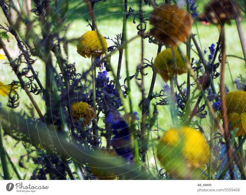 autumn meadow Meadow flowers Brown purple Yellow Autumn Autumnal Nature Plant Colour photo Deserted Exterior shot Environment Shallow depth of field naturally