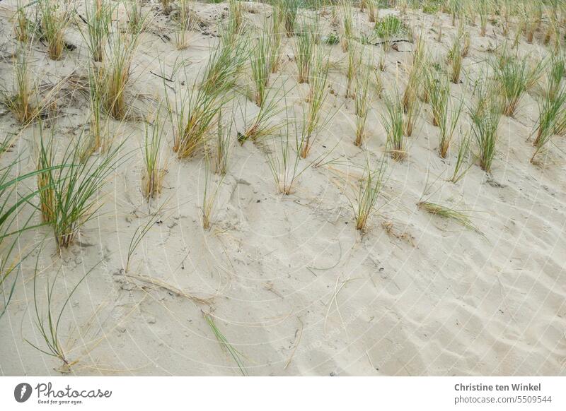 dune grass Dike dike grass coastal protection Marram grass Nature Tuft of grass dyke protection replanting Environment Sand North Sea North Sea Islands