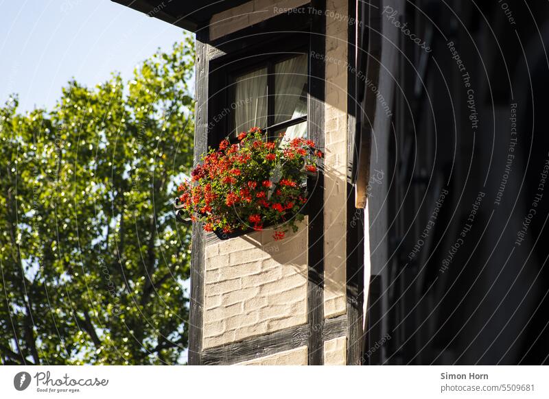 Flowers in front of a window in a half-timbered house flowers flower decoration Half-timbered house Old town Idyll idyllically Production Historic Facade Town