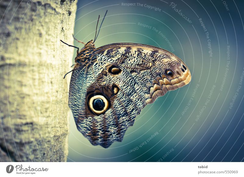 Butterfly No.3 Tree Tree trunk Animal Wing 1 Crouch Esthetic Blue Brown Yellow Colour photo Subdued colour Exterior shot Detail Macro (Extreme close-up) Day