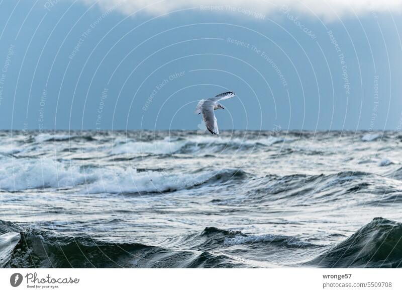 A seagull flies over the stormy sea Seagull Ocean Baltic Sea Gale Waves Wave combs roaring sea stormy weather Autumn Autumnal Autumn storm Horizon