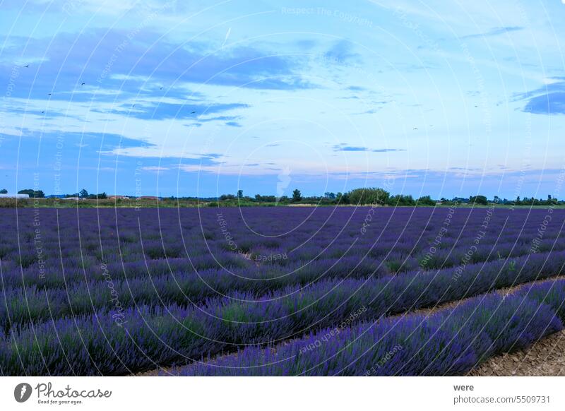 A lavender field in the evening near Aigues-Mortes in Carmarque Blossoms Camarque Canal du Midi Canal du Rhône à Sète Cercopidae Fragrance France
