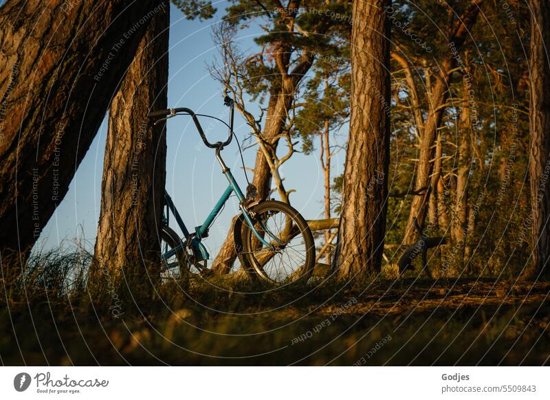 Bicycle leaning against a tree in the forest at dusk bicycle mini wheel Forest trees Tree trunk Sky Nature Environment Deserted Landscape Wood Exterior shot