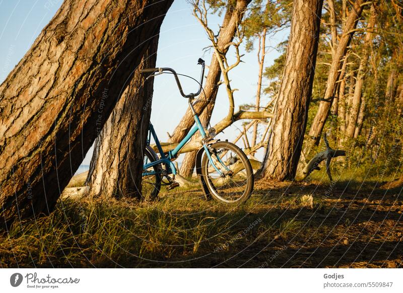 Bicycle leaning against a tree in a piece of forest, blue sky in the background Tree mini wheel bark Grass Water Blue sky Nature Exterior shot Deserted Plant
