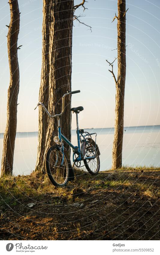 Bicycle leaning against tree trunk in front of blue sky and water Folding bicycle Exterior shot Transport Bicycle handlebars Means of transport Cycling