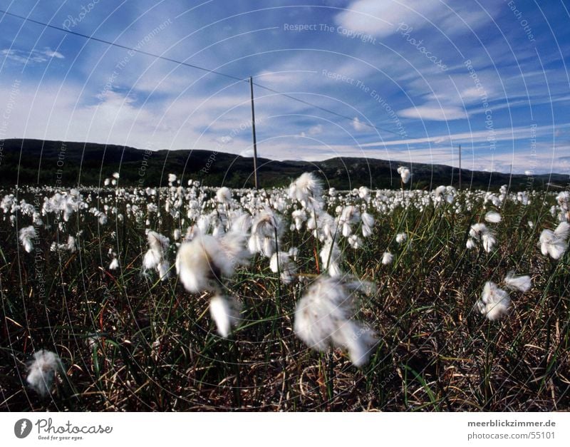cotton grass Grass Cotton grass Norway Flat Meadow Flower Green Sky Blue