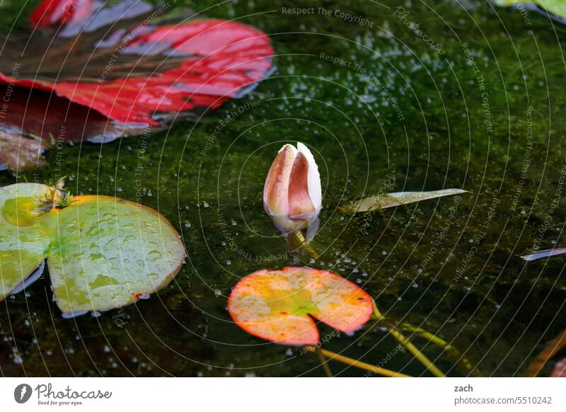still waters are green Lake Water lily Pond Water lily leaf Blossom Water lily pond Plant Nature Green Aquatic plant