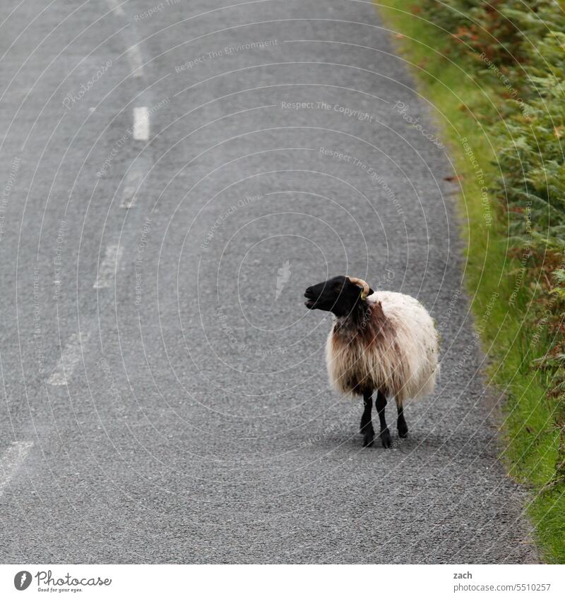 Sheep left Ireland Street Lanes & trails Hill Grass Meadow Clouds Nature Green Landscape Bad weather Animal