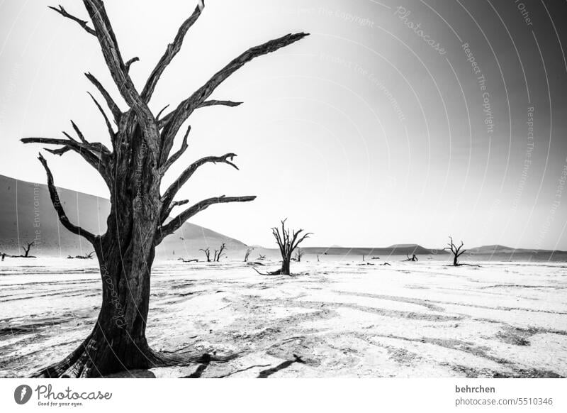 The last of their kind Environmental protection aridity Transience Climate change Dry Drought Sky duene dunes magical deadvlei Adventure Warmth especially