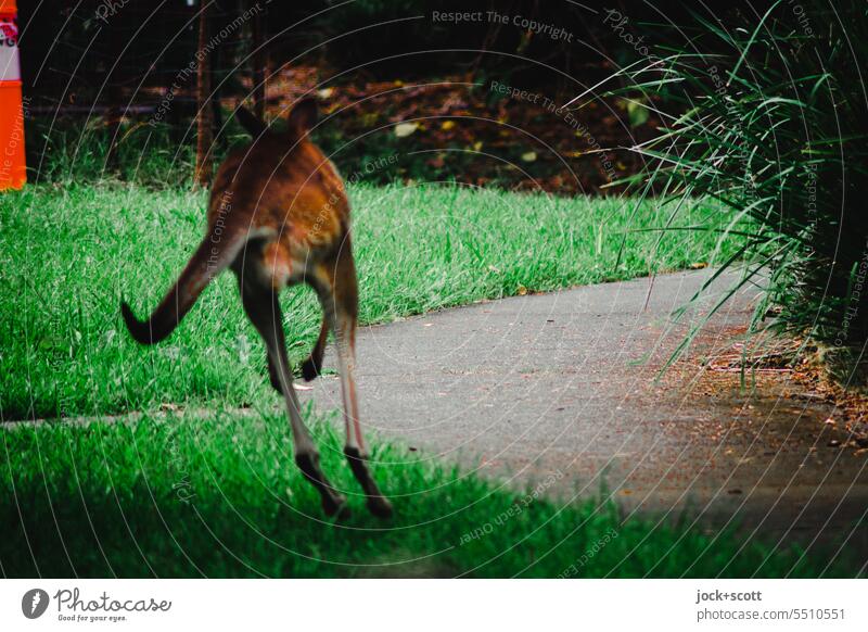 Kangaroo on the run Australia Wild animal Exotic animal world Meadow fauna Environment shy Lanes & trails runs Queensland Animal Deserted experience Trip