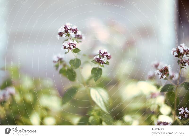 Oregano plant in full bloom Plant herbaceous herbs Blossom purple White Herb garden Hearty Seasoning herb Italian cabbage Shallow depth of field