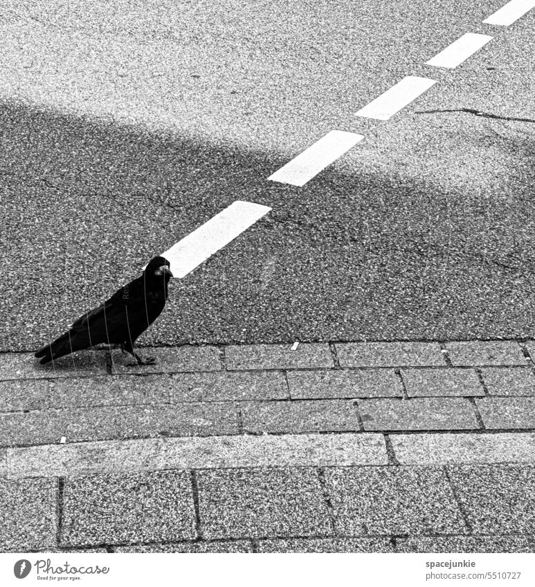 line Bird raven Street Animal Wild animal birds Exterior shot Road traffic streets off Deserted Grand piano Animal portrait Line Stripe Zebra crossing