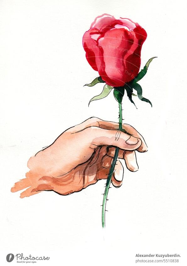 Hand holding a red rose art background decoration drawing fingers floral flower hand illustration isolated leaf love nature plant romantic sketch summer vintage