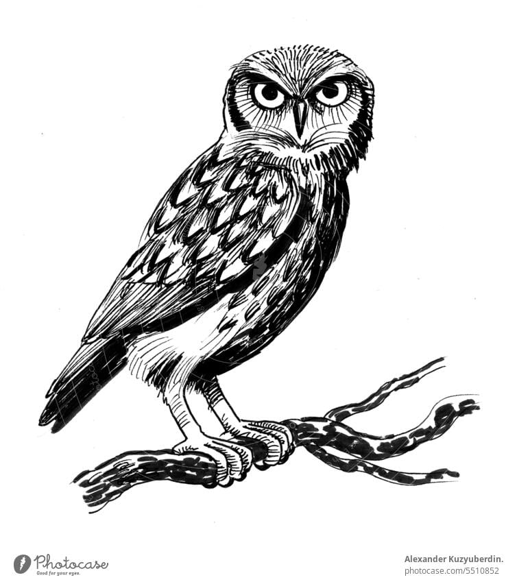 Owl bird sitting on an oak tree. Ink black and white drawing animal art fashion feather illustration nature owl predator wild wildlife zoo