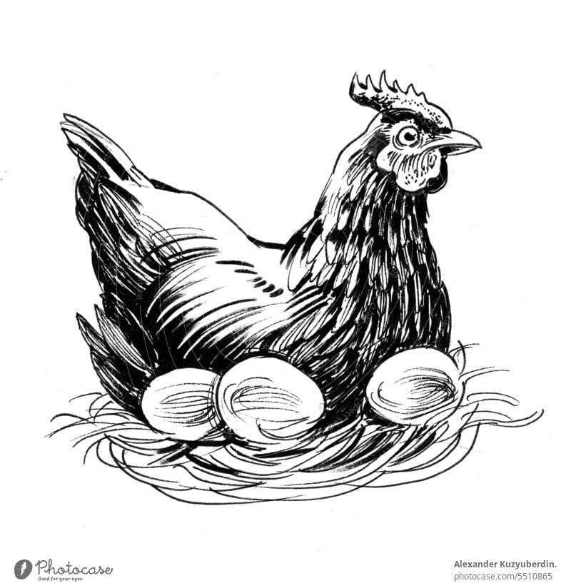 Hen and eggs. Black and white ink illustration agriculture animal art background beak bird breeding chick chicken design easter farm farming feather food hen
