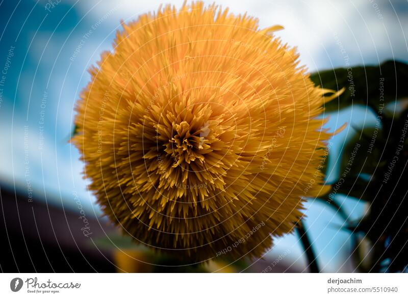 The safflower in full glory. Flowering plant Close-up Blossoming Deserted Exterior shot naturally Esthetic Detail Nature Plant Delicate pretty Colour photo