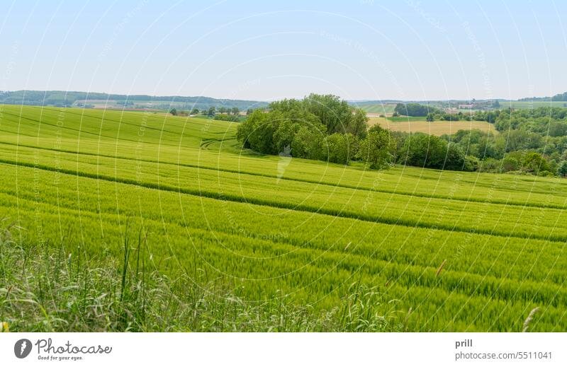 Green grainfield grain field agriculture farming husbandry path hilly hedge green rural germany southern germany hohenlohe landscape outdoor field crop