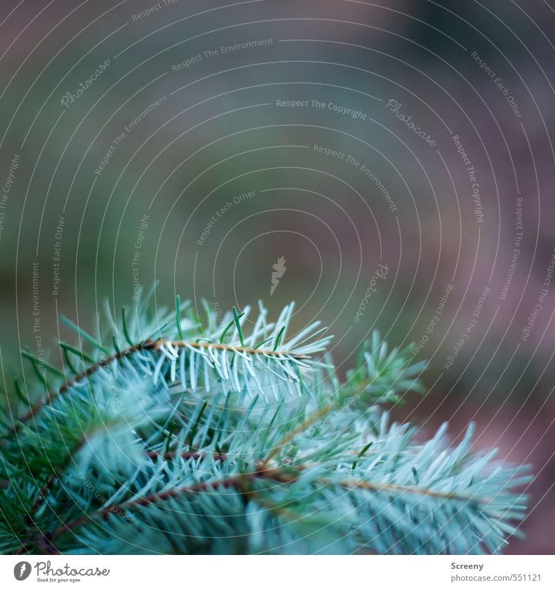 Undecorated Nature Autumn Plant Tree Wild plant Spruce Fir needle Forest Point Thorny Brown Green Turquoise Protection Colour photo Close-up Deserted