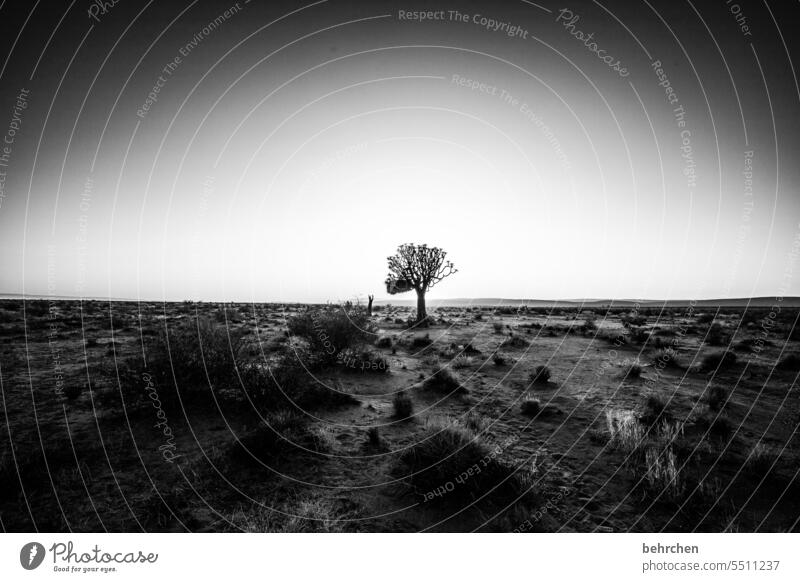light Kokerboom tree Twilight Africa Loneliness Impressive magical Landscape Desert wide silent Hope Tree Exceptional Dark beautifully Far-off places