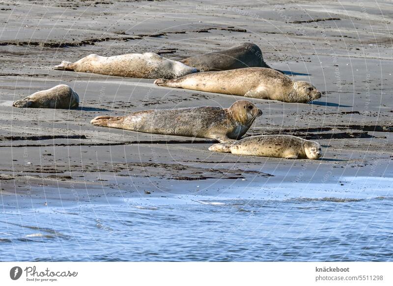 seals off cuxhaven Exterior shot Wild animal Animal Seals North Sea Ocean Beach coast Island Free Sand Environment Nature Water