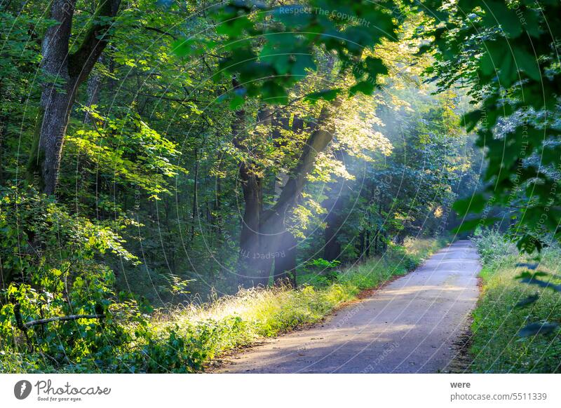 Sun rays fall on a road with autumn trees on the roadside Autumn Road branches copy space foliage forest landscape leaf nature nobody outdoors scenery sun rays