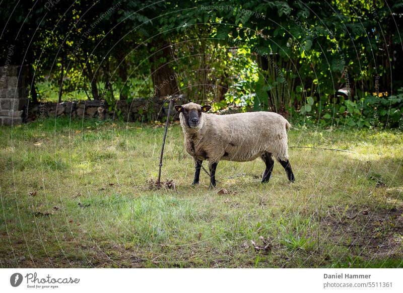 Pegged sheep on eaten meadow at the edge of an old castle park. In the background trees and green hedge. On the left in the background a higher wall, behind it a historical fieldstone wall as a demarcation to a brook.