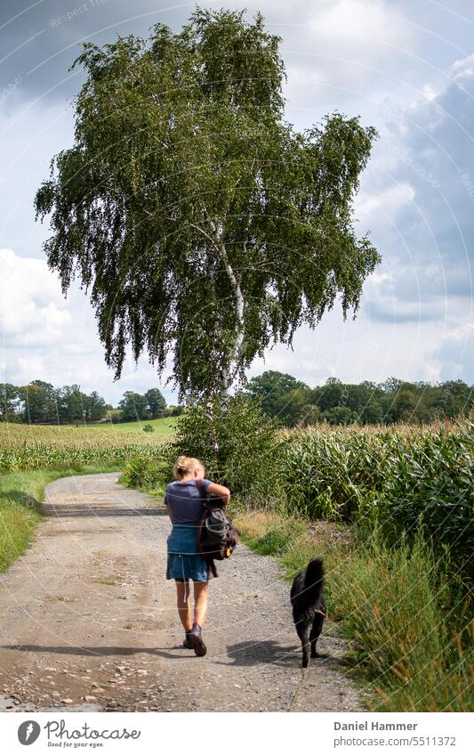 Woman with backpack and dark brown - black dog walking on dirt road between two corn fields in summer. On the roadside a beautifully leafy birch tree. Woman and dog photographed from behind and not recognizable. Group of trees in the background.