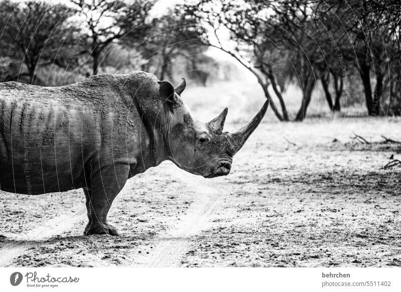please once quite friendly impressive White rhinoceros stately Love of animals Wilderness Animal Africa Namibia Vacation & Travel Tourism Trip Adventure