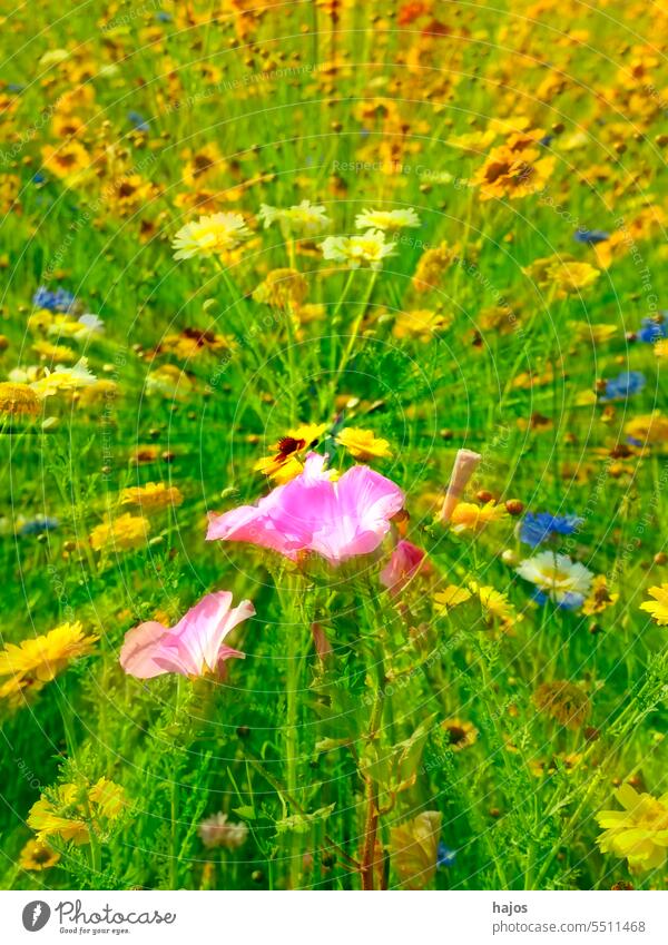 Meadow with many colorful flowers Soft focus lens Center in focus mauve Pink Yellow Green Many variety hazy Speed Colour colored Blossom Blooming pretty Wild