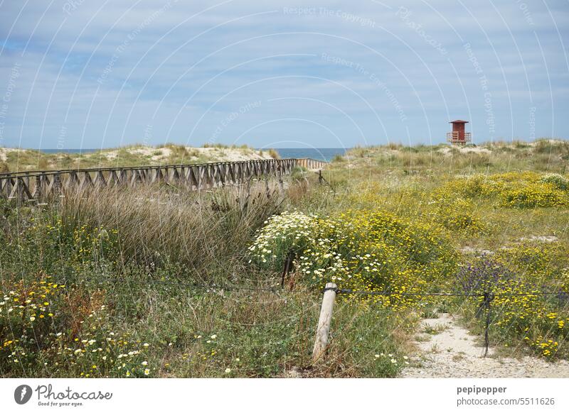 long wooden walkway in Andalusia Spain leading to dream beach Footbridge Water Landscape Idyll Calm Nature Ocean seascape Seashore Andalucia Gorgeous