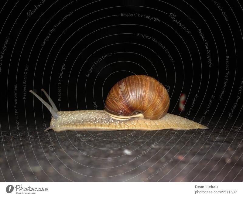 Snail road dark night animal calm