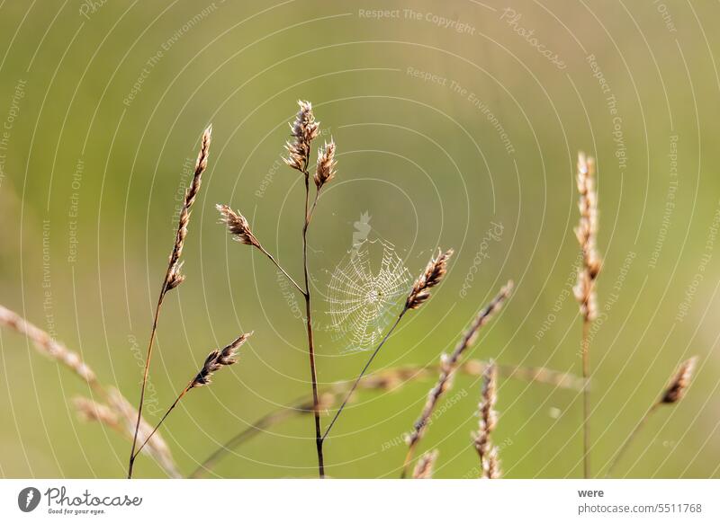 a small spider web between the grasses seed umbels on a blade of grass against a blurred background of a meadow Background Blossoms cobweb copy space flowers