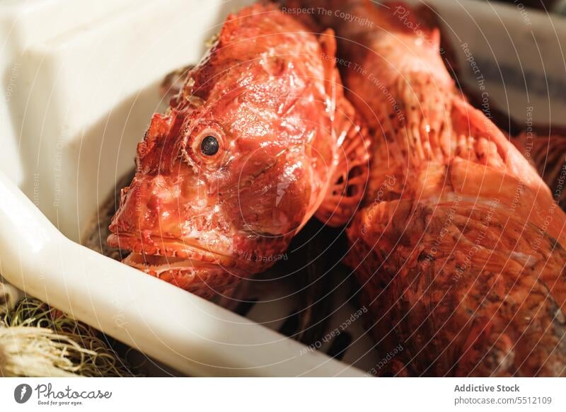 Uncooked red fish in container uncooked fresh natural catch nature marine local organic soller seafood balearic island mallorca bass creature specie biology wet