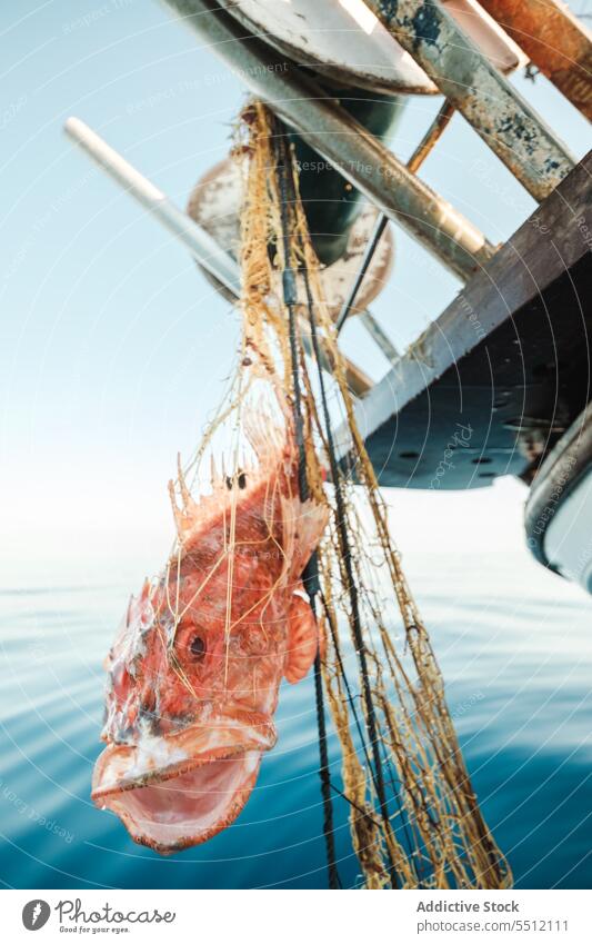 Caught Scorpionfish in tackle on sailing boat scorpionfish red scorpaena scrofa catch net fishing tradition trawler soller balearic islands mallorca seine fish
