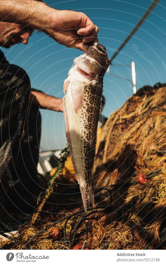 Crop man with fish in sunny day fishing fresh catch fisher seafood uncooked creature process male spain soller mallorca hispanic ethnic fisherman nature summer